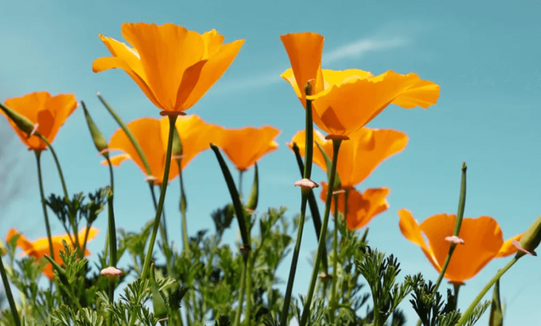 Californiabenefits: California Benefits Services